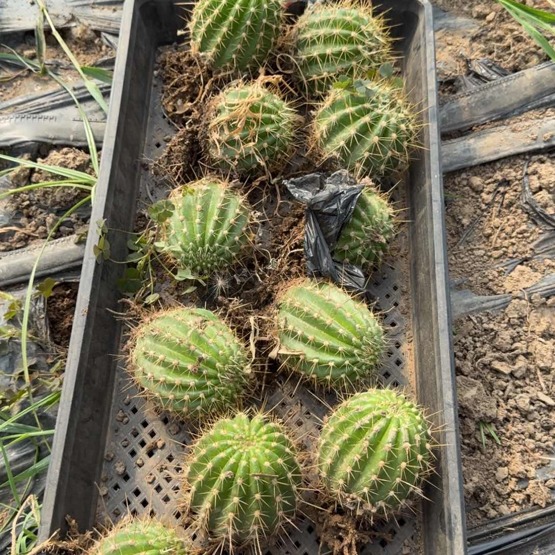 201毛花柱根脱土发货6公分左右斑，20包邮