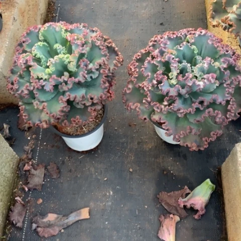 心*美15 号包菜系列 2 棵