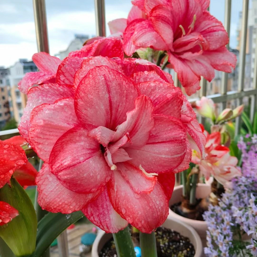 【蒂卡梦幻】包对版自然球多年生基地直发送肥料