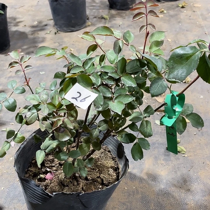 当前无花朵，栽培后可花朵皇宫