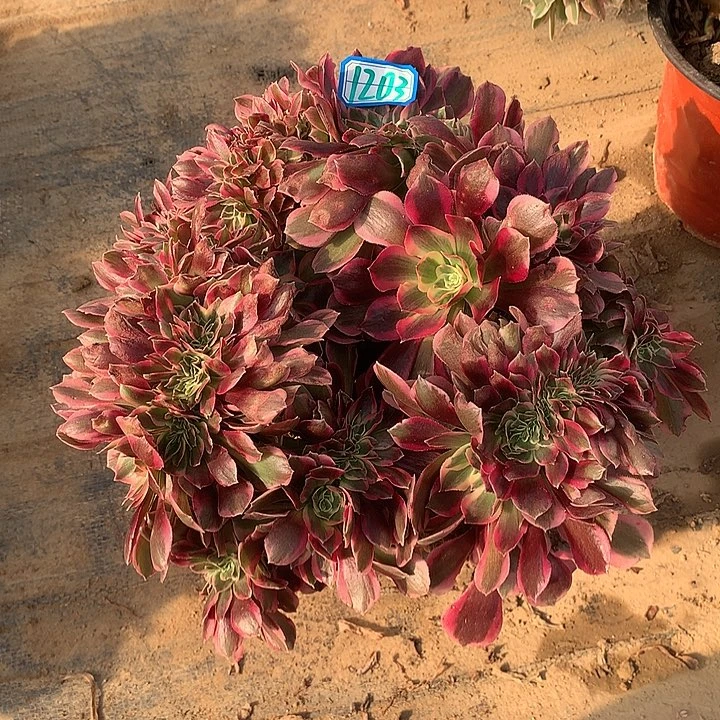 多肉植物女神缀1203