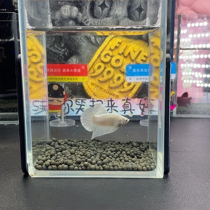 斗鱼27号927早超白