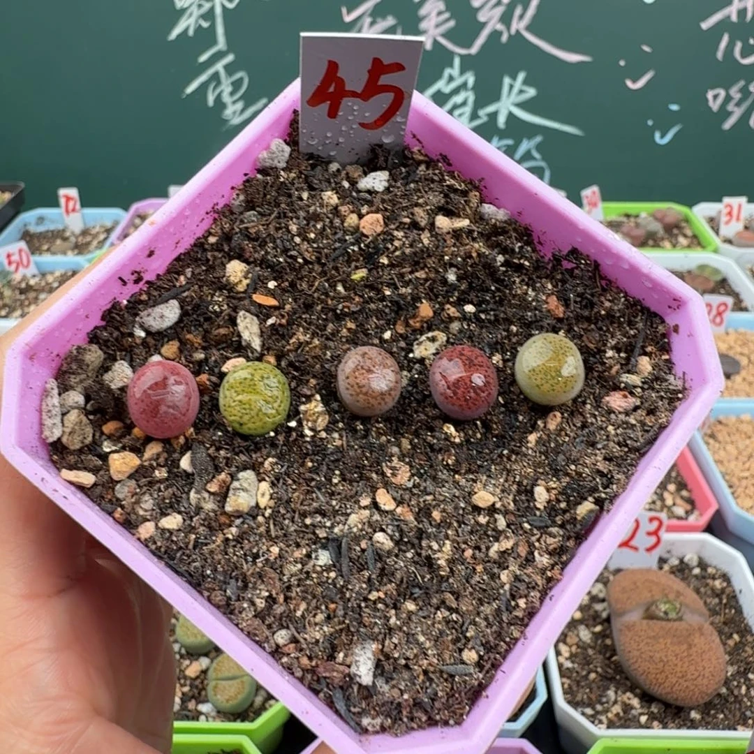 紫薰彩套脱土发货0.9cm  45