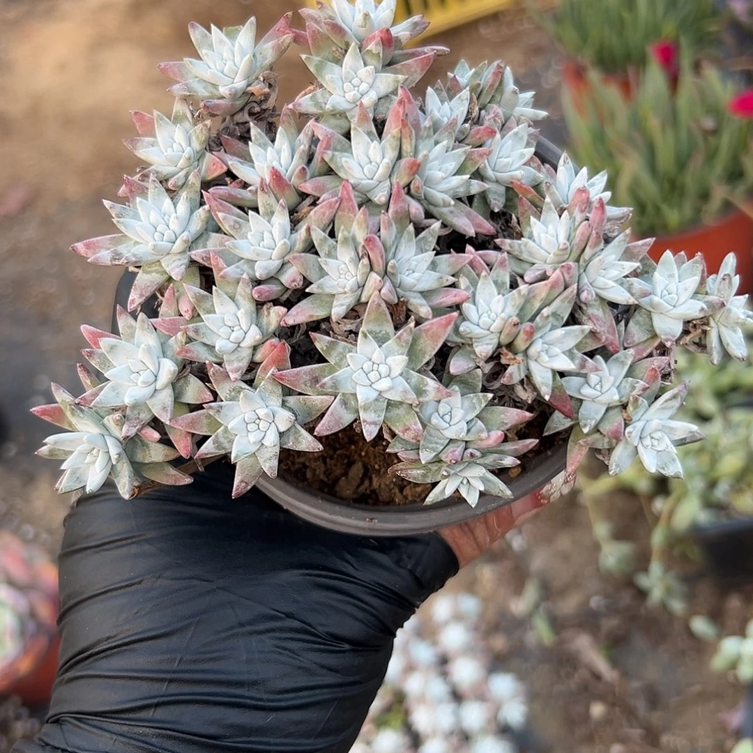 多肉植物白菊老庄