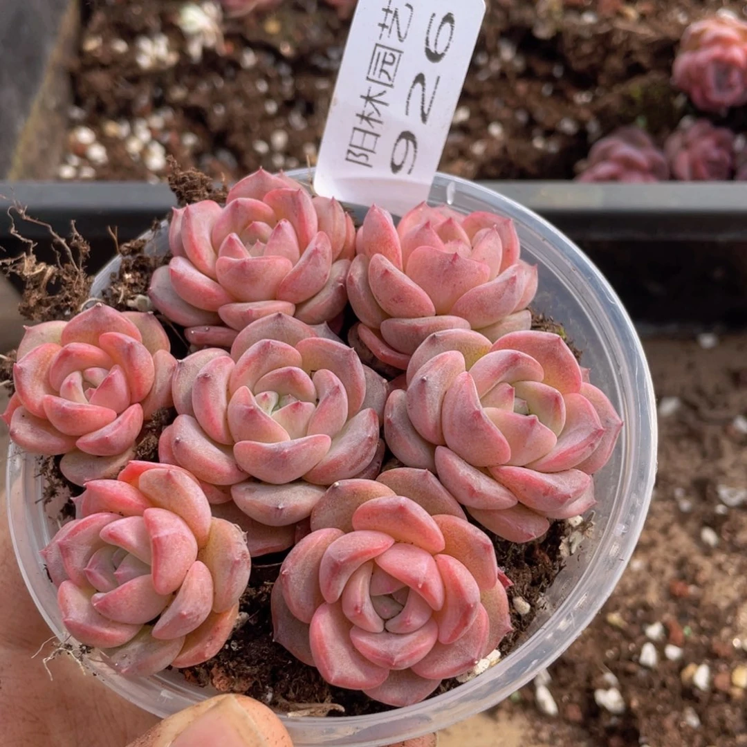 多肉植物多肉植物926