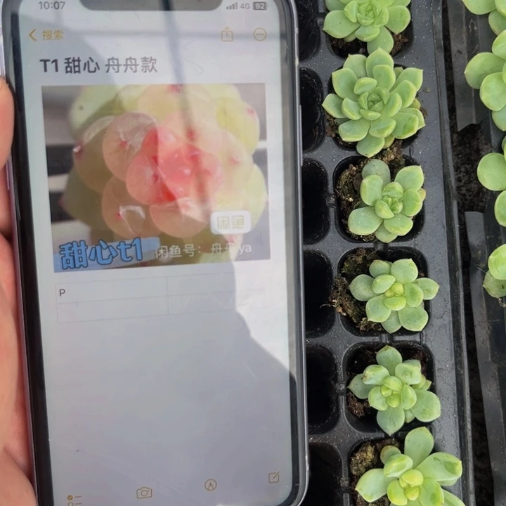 舟舟款t1，9.9包邮