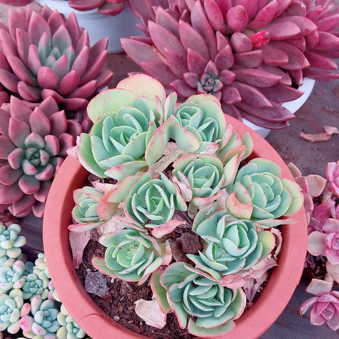 鸡蛋碧桃多头群生老桩