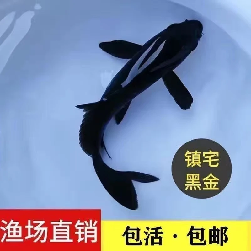 乌金黑色龙凤锦鲤冷水观赏鱼好养耐活适合新手