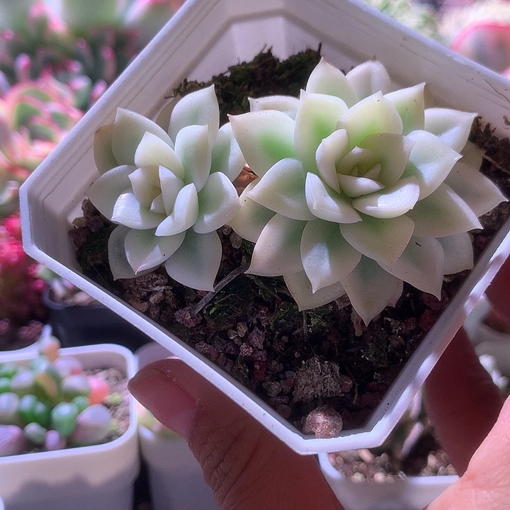 月亮仙子宽覆轮锦有根