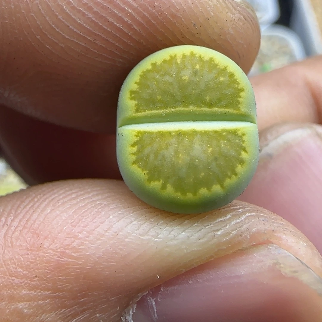 242 生石花大棚直播