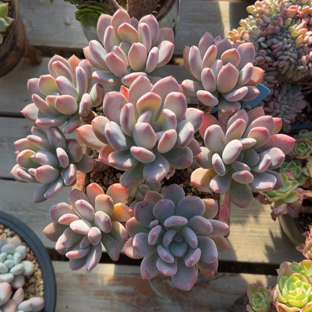 灰姑娘111111111111111