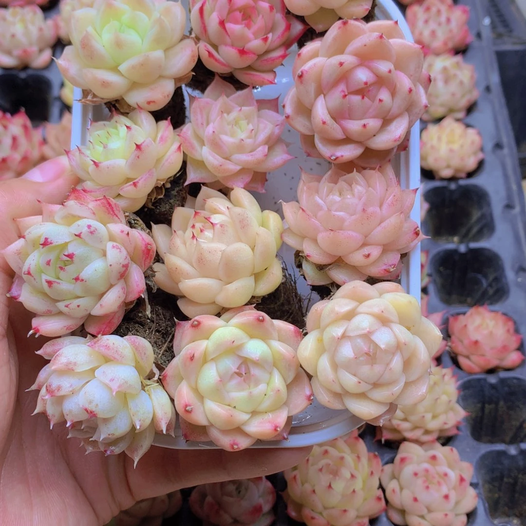 我要去看你了啊035