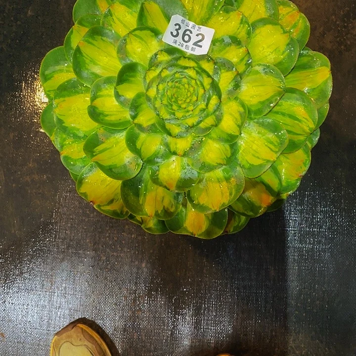 纤**铺362号多肉植物暴君