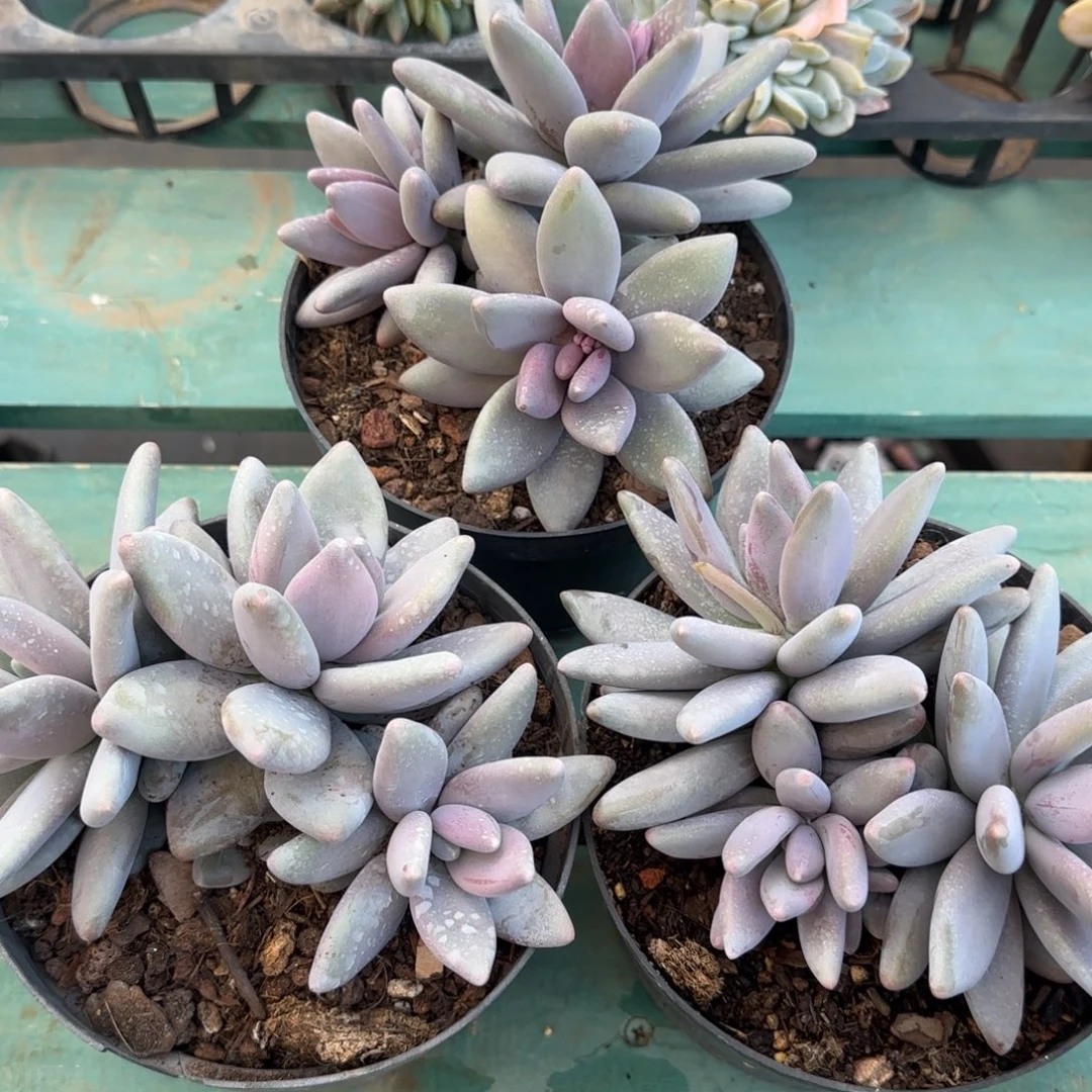 企鹅3头带崽，发货点延迟