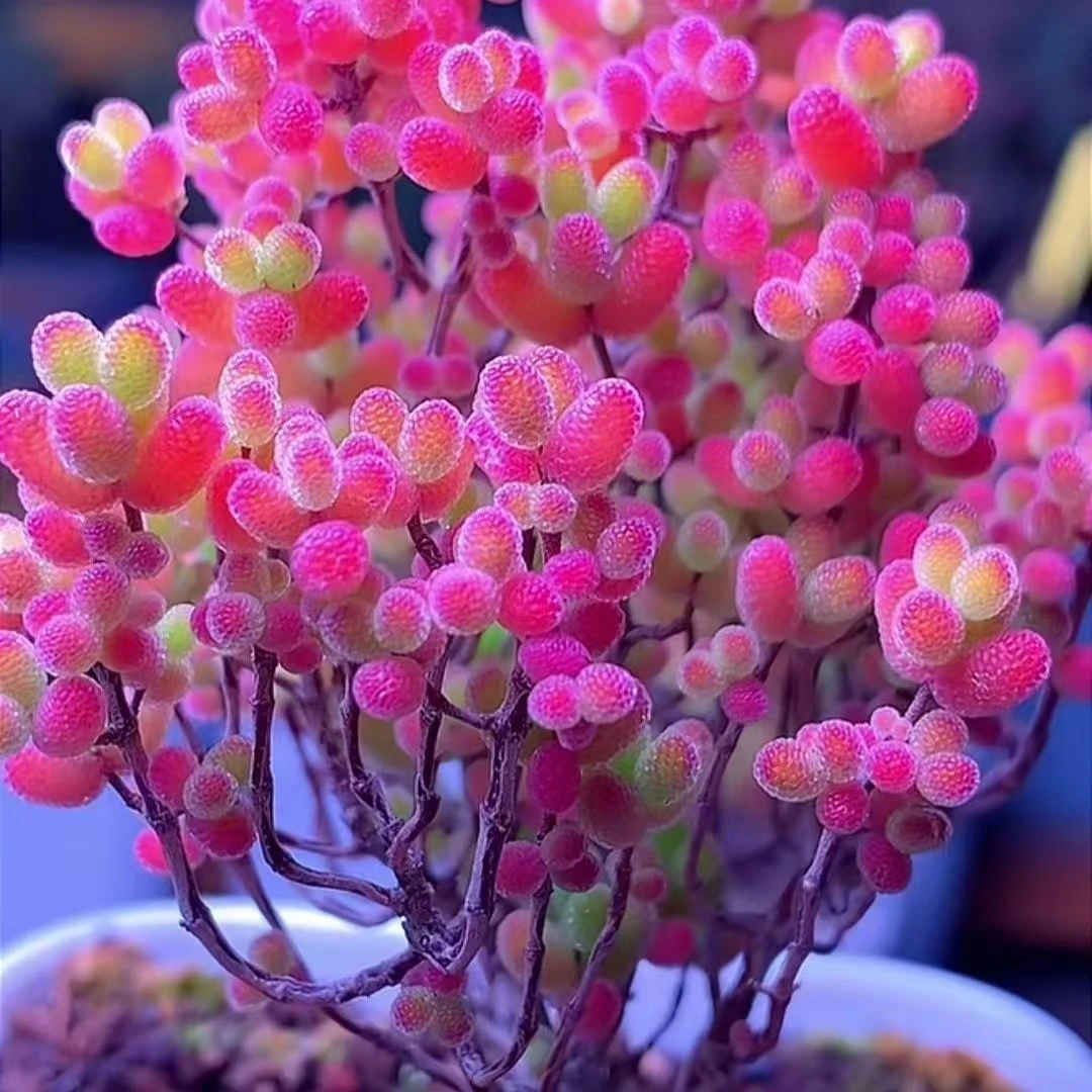 枝干番杏科-原盆发货-高端多肉植物盆栽绿植室内办公室宿舍女桌面