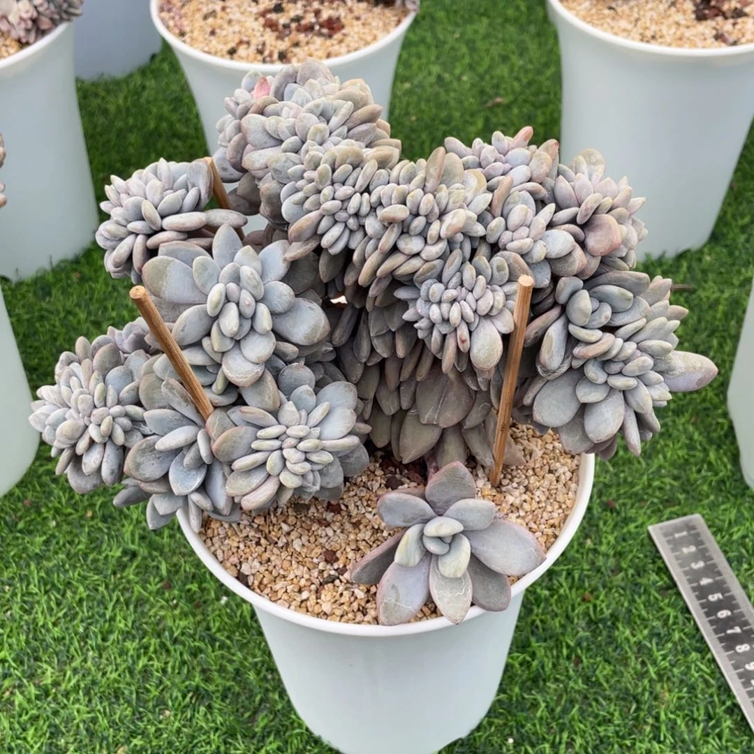 粉兔缀化多肉植物