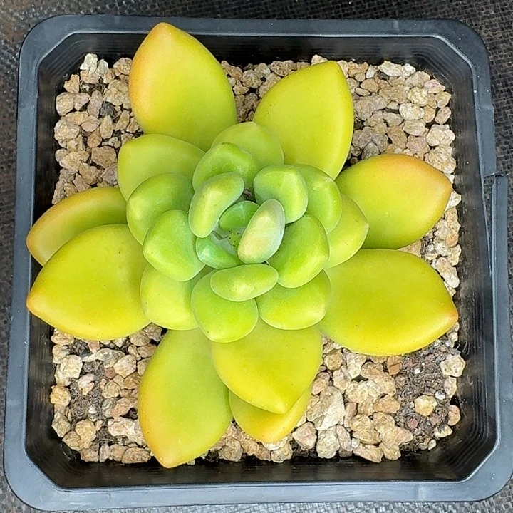 路***…苹果奶多肉植物福利炸