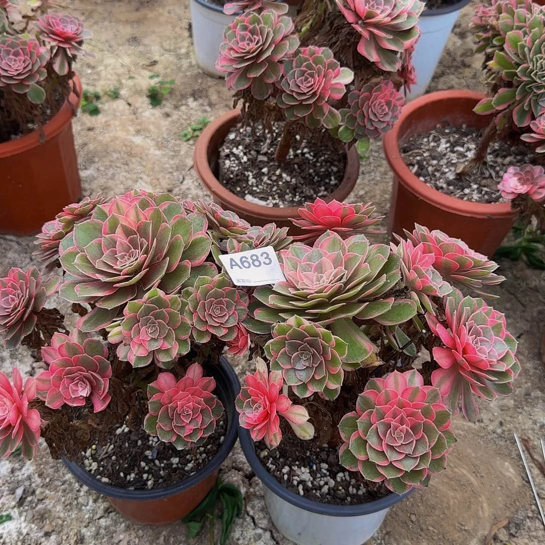 无花朵683黑魔锦法师