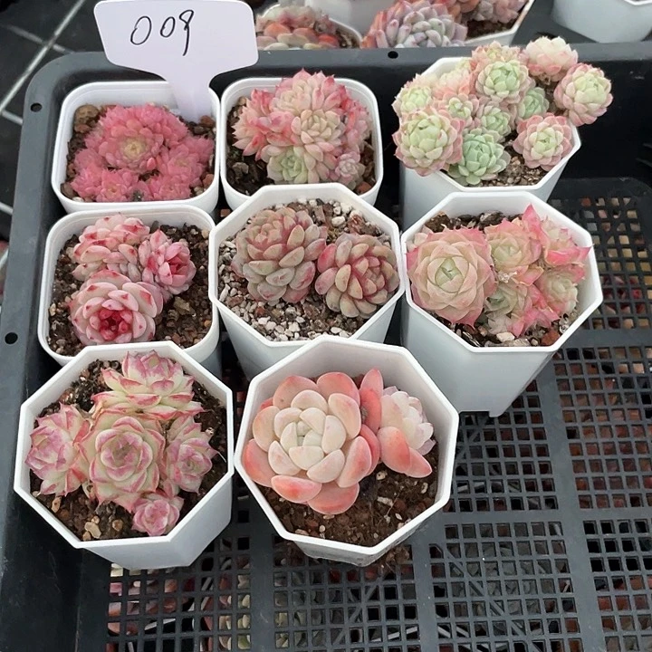 薇薇安园艺多肉009