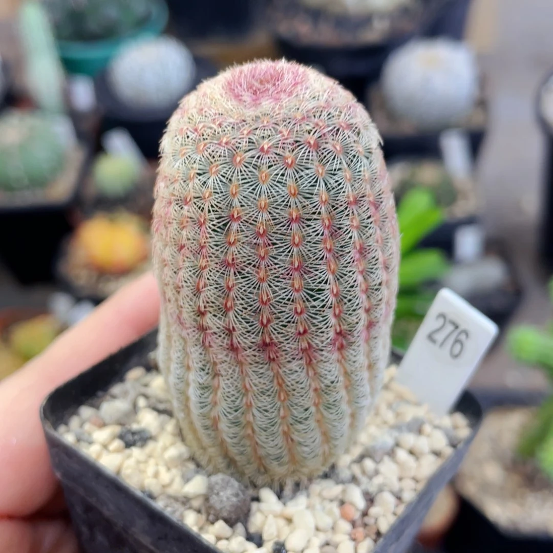 盆5公分满25包邮裸根发货