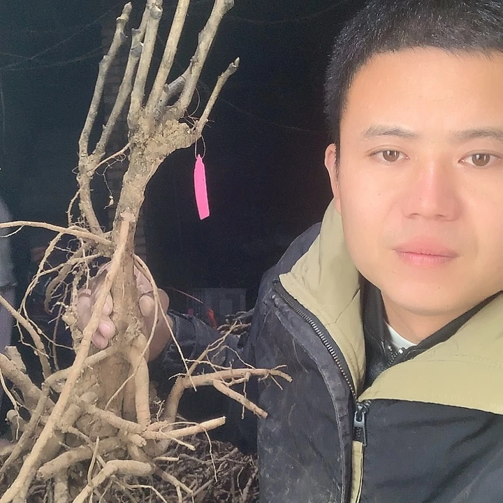 觀***雨当前无花栽培后可以开花
