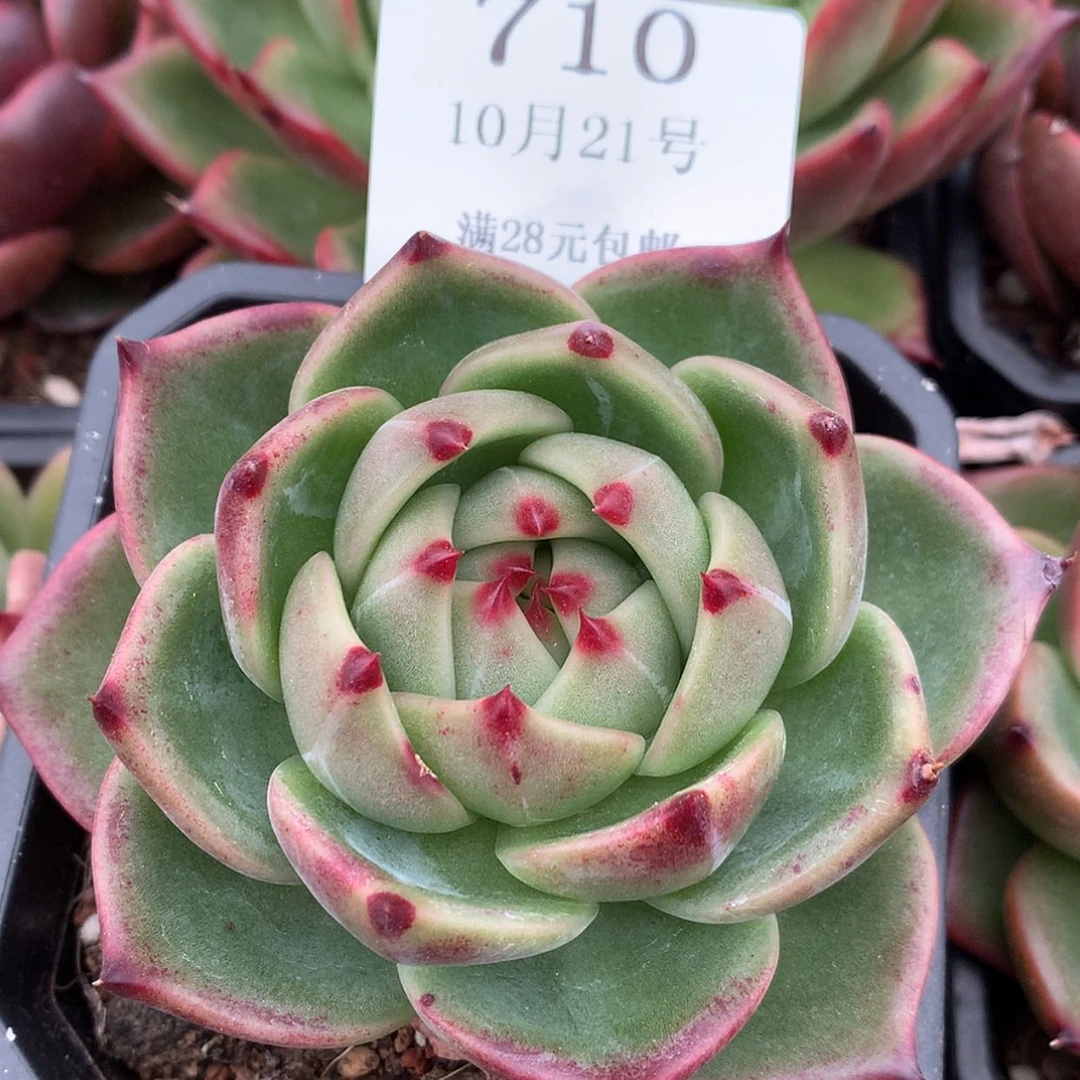 【闪购商品】云710