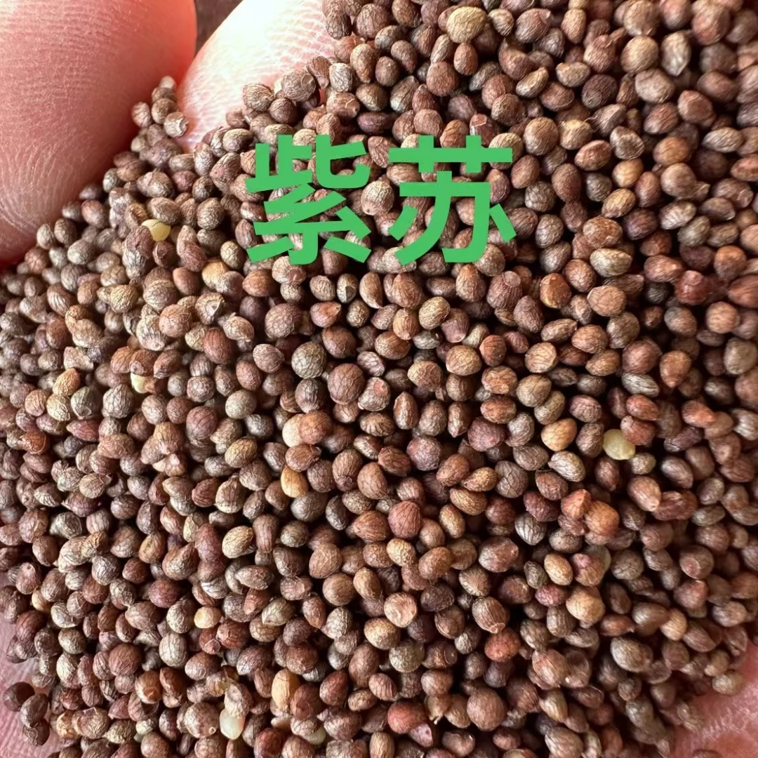 精品一等紫苏宠物鸟粮