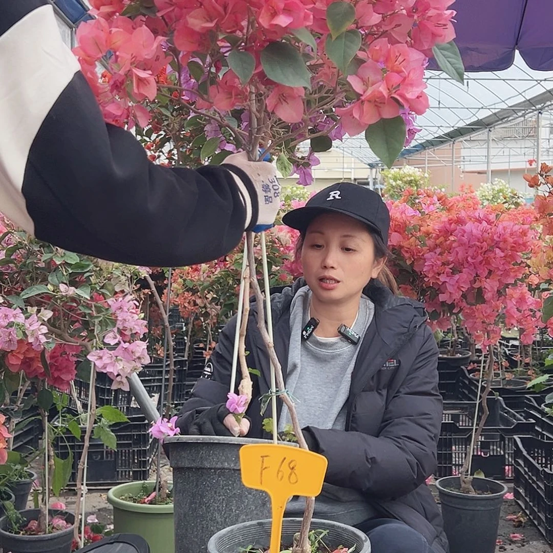 ****儿大部分花苞少量开放F68不甜西瓜