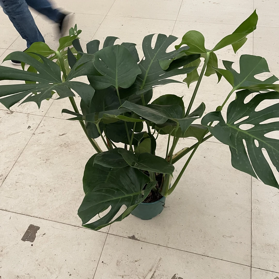 三加伦龟背竹大叶开背盆栽室内客厅绿植