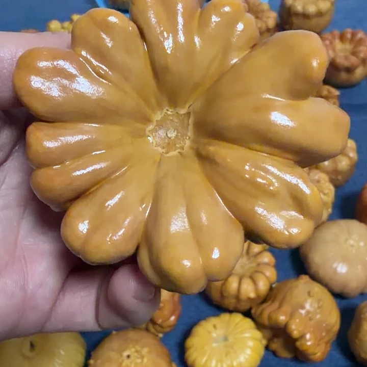 橘***面墨西哥七彩疙瘩葫芦