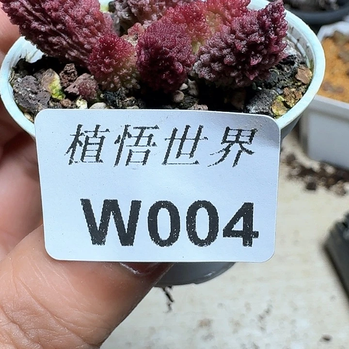 004盒多肉植物哇c c