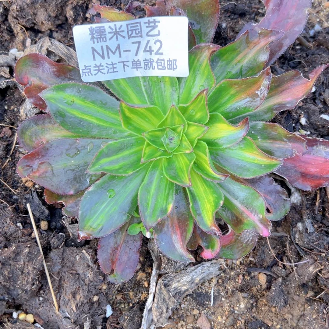魅影七彩多肉植物742