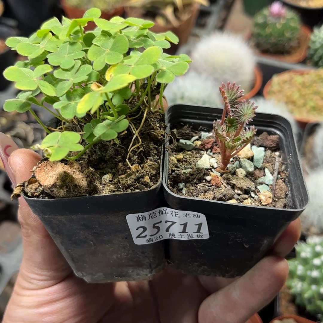 懒**者25711一物一拍单头