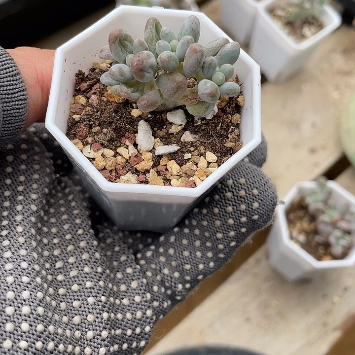 不加糖一物一拍奶酪仙子