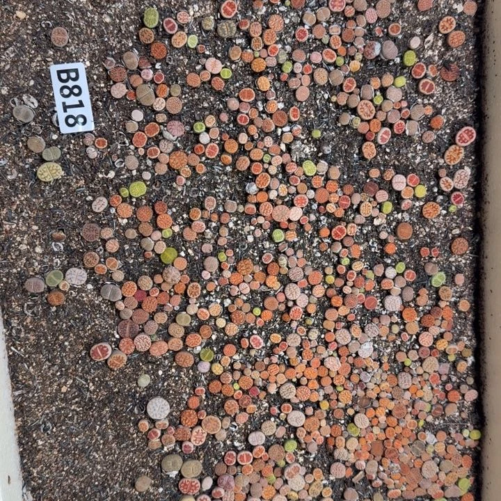 818生石花整筐脱土发货