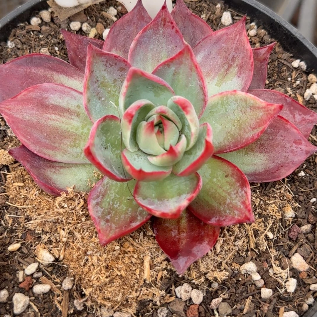 惊鸿一物一拍包装收缩花旱873