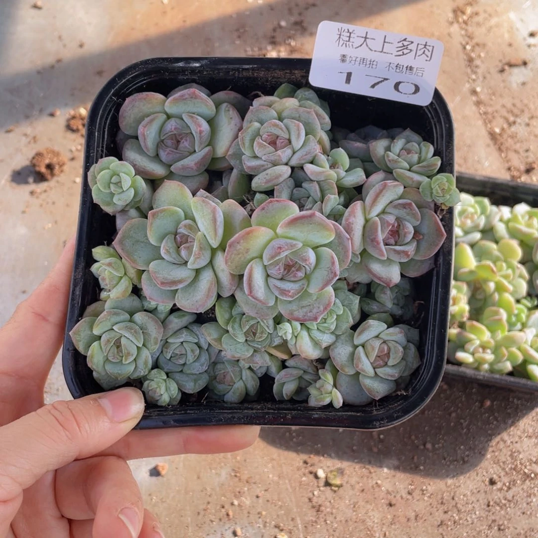 糕大上多肉植物170