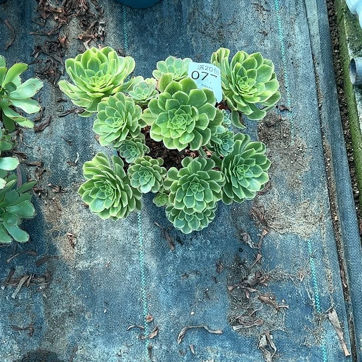 0779奶白多肉植物