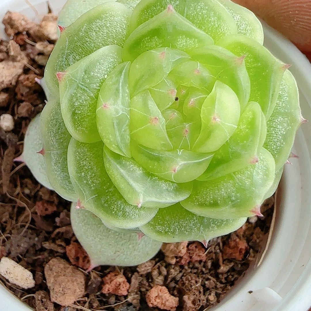 1205-56（海心）多肉专拍