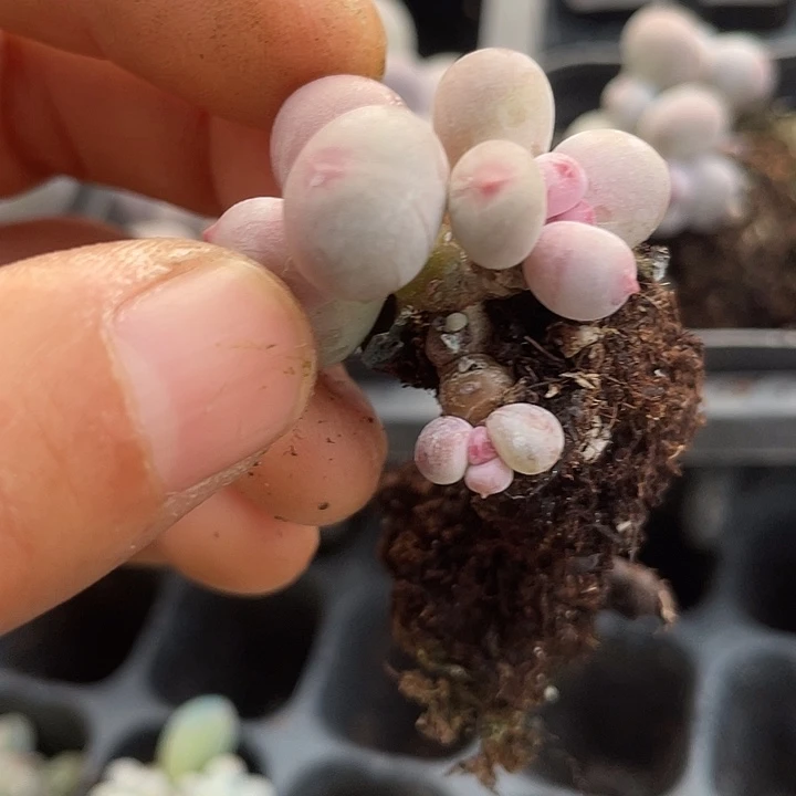彩虹奶一物一拍满18包邮