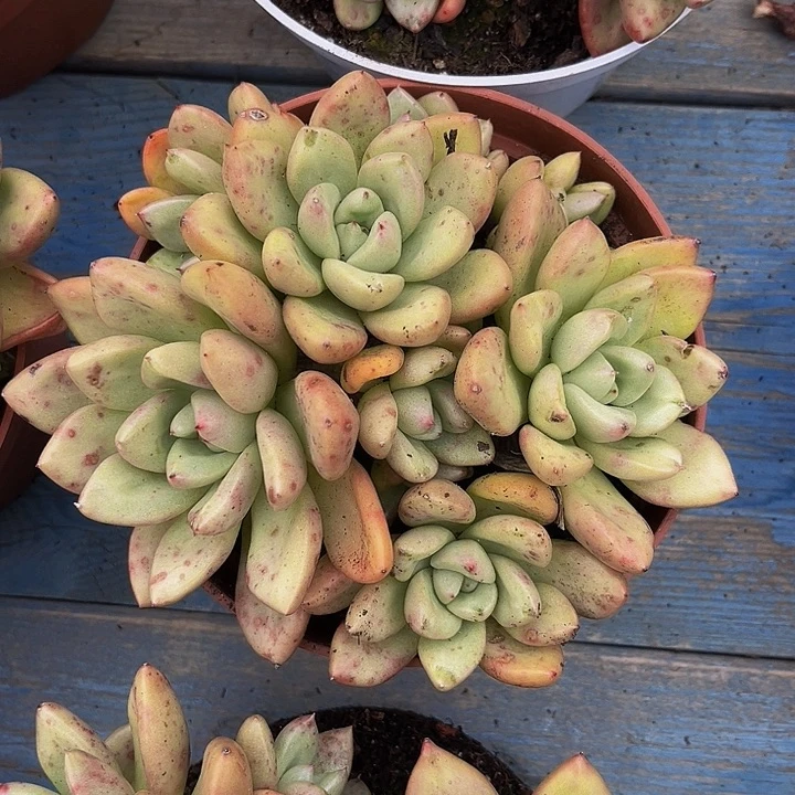 奶油鳄梨一物一拍