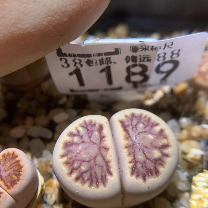 精品sss石石花1189