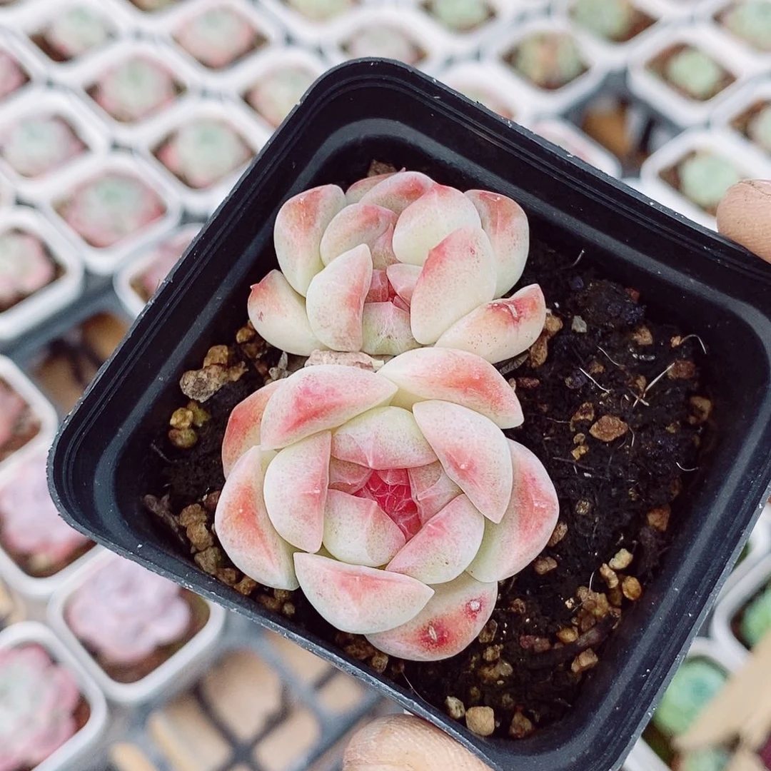 梦幻泡影6cm多肉植物