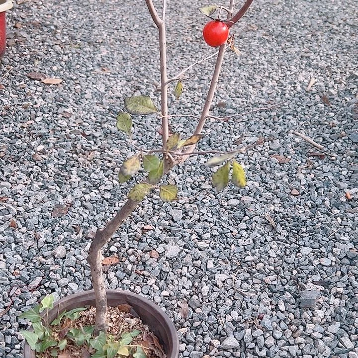 无花朵哈哈哈哈哈