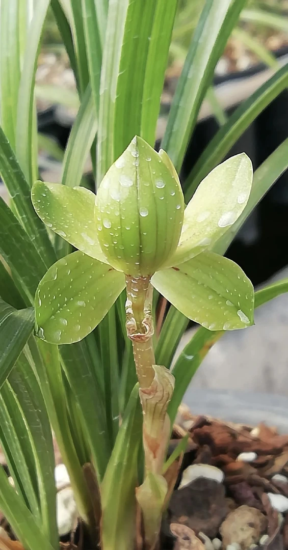 精品花卉 精品小草