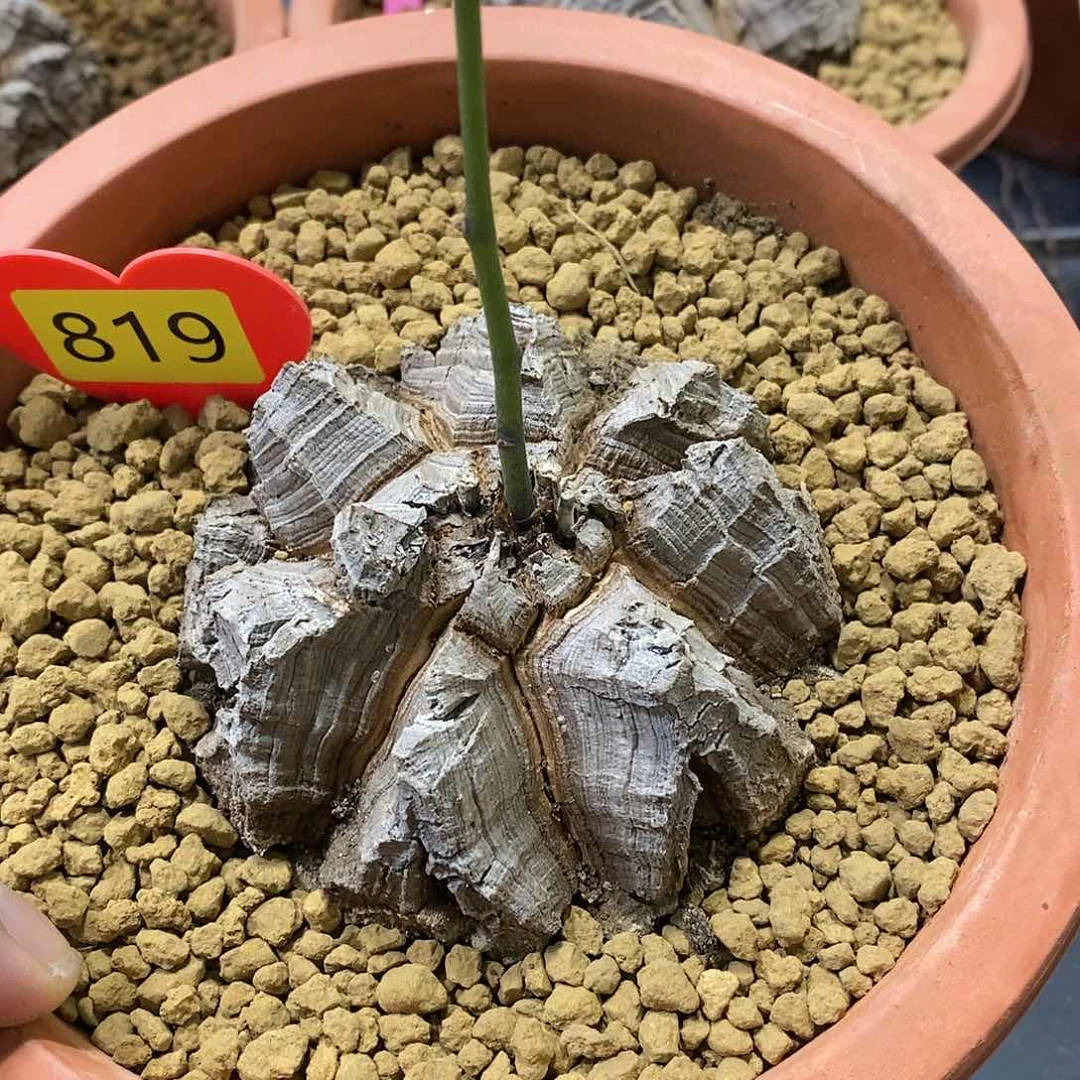 南非龟甲龙龟甲龙