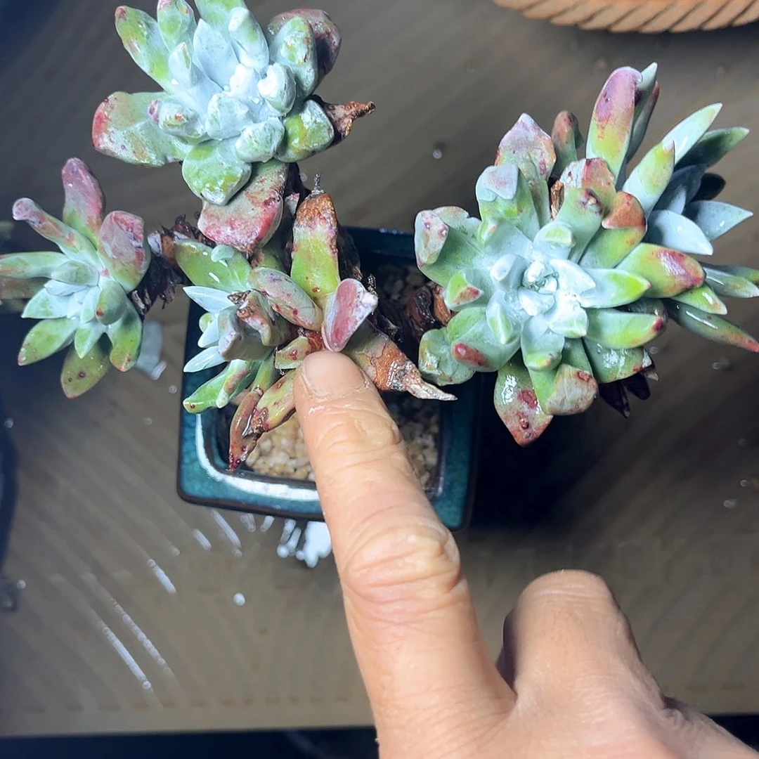 除霜苹果叶老桩特价不售后