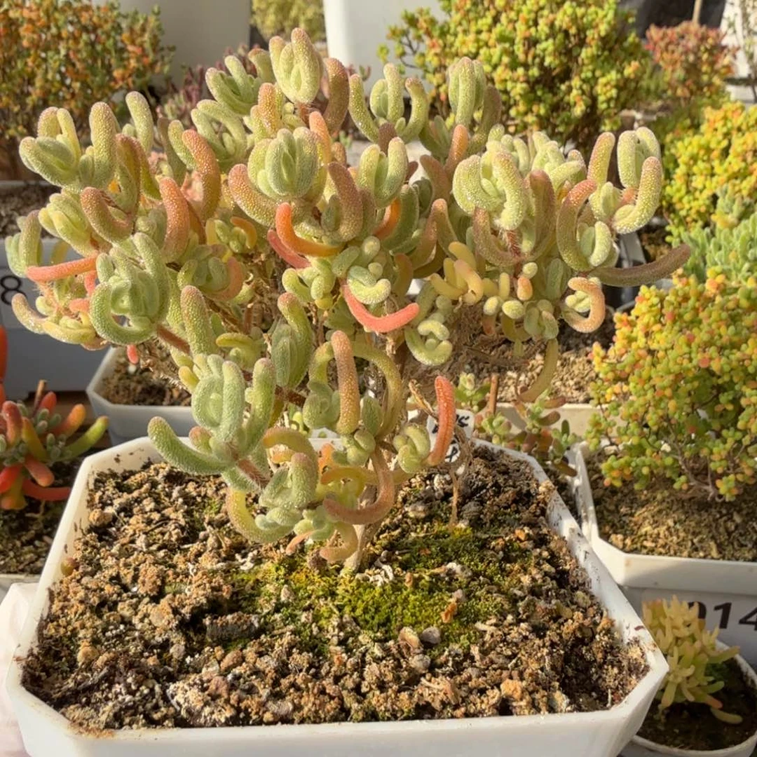 A168橙叶白锦带黄头阴阳拉丝