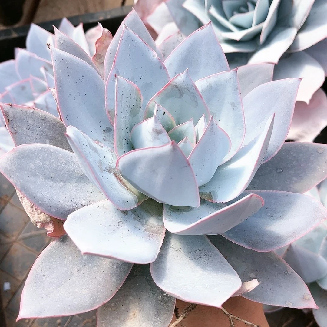 广寒宫10.99多肉植物