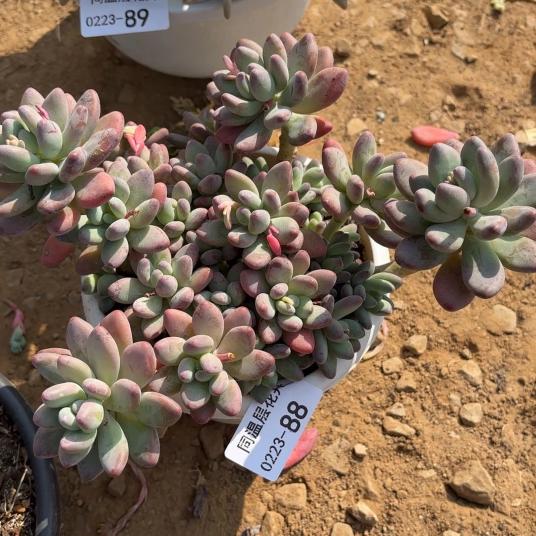 素***~同温层多肉苹果奶88